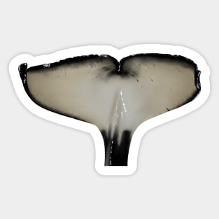 Male Orca Fluke (Ulises) Sticker